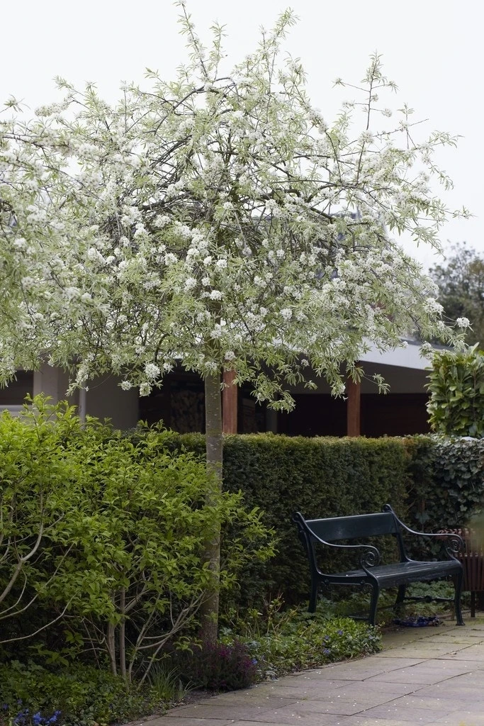 Treursierpeer (Pyrus Salicifolia 'Pendula') 8 Treursierpeer (Pyrus Salicifolia 'Pendula') - Image 6