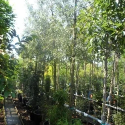 Treursierpeer (Pyrus Salicifolia 'Pendula') 33 Treursierpeer (Pyrus Salicifolia 'Pendula') -Tuin Vormen Verkoopwinkel pyrus salicifolia pendula 12 14 16ho doorgaande kop 1