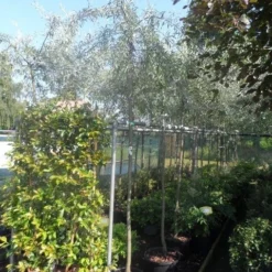 Treursierpeer (Pyrus Salicifolia 'Pendula') 34 Treursierpeer (Pyrus Salicifolia 'Pendula') -Tuin Vormen Verkoopwinkel pyrus salicifolia pendula 8 10ho c25