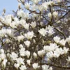 Beverboom (Magnolia Kobus) -Tuin Vormen Verkoopwinkel rera03974