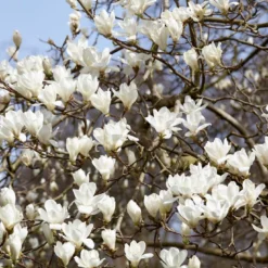 Beverboom (Magnolia Kobus)