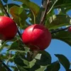 Appelboom (Malus Domestica 'Rosette')