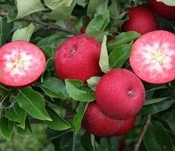 Appelboom (Malus Domestica 'Rosette') -Tuin Vormen Verkoopwinkel rosette halve vrucht
