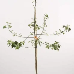 Appelboom (Malus Domestica 'Schone Van Boskoop') -Tuin Vormen Verkoopwinkel schone van b
