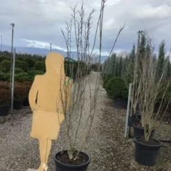 Chinese Judasboom (Cercis Chinensis 'Shirobana') 11 Chinese Judasboom (Cercis Chinensis 'Shirobana') -Tuin Vormen Verkoopwinkel shirobana200