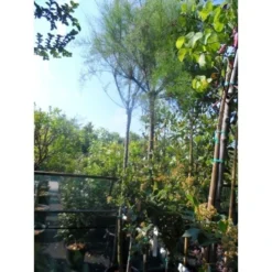 Tamarisk Als Boom (Tamarix Gallica) -Tuin Vormen Verkoopwinkel tamarisk tamarix gallica 32085999 ccb