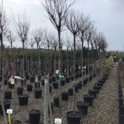 Tamarisk Als Boom (Tamarix Gallica) -Tuin Vormen Verkoopwinkel tamarixgallica01