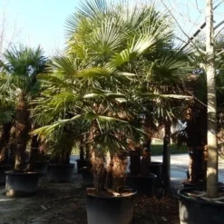 Winterharde Palm Meerstammig (Trachycarpus Fortunei) -Tuin Vormen Verkoopwinkel trachycarpus fortunei 3 stammig