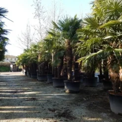 Winterharde Palm Meerstammig (Trachycarpus Fortunei) -Tuin Vormen Verkoopwinkel trachycarpus fortunei 3 stammig 2