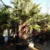 Winterharde Palm Meerstammig (Trachycarpus Fortunei) 1 Winterharde Palm Meerstammig (Trachycarpus Fortunei) -Tuin Vormen Verkoopwinkel trachycarpus fortunei 3 stammig 4
