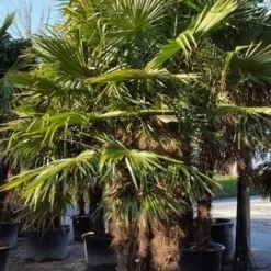 Winterharde Palm Meerstammig (Trachycarpus Fortunei) -Tuin Vormen Verkoopwinkel trachycarpus meerstammig 2