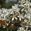 Krentenboom (Amelanchier Arborea 'Robin Hill') -Tuin Vormen Verkoopwinkel vaem02643