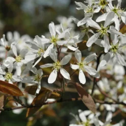 Krentenboom (Amelanchier Arborea 'Robin Hill')