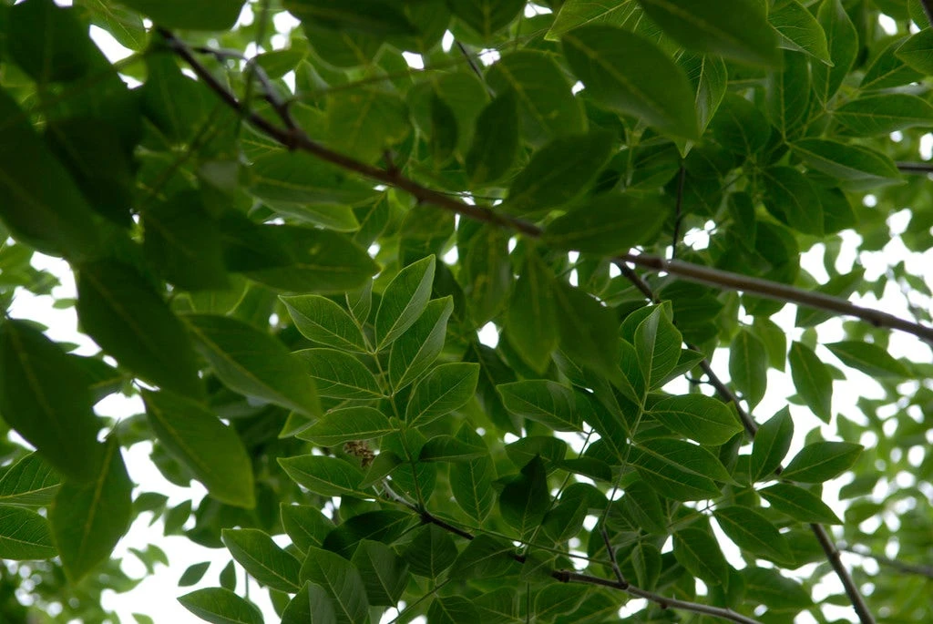 Maackia (Maackia Amurensis) 4 Maackia (Maackia Amurensis) - Afbeelding 2