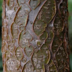 Maackia (Maackia Amurensis) 8 Maackia (Maackia Amurensis) -Tuin Vormen Verkoopwinkel vami04434