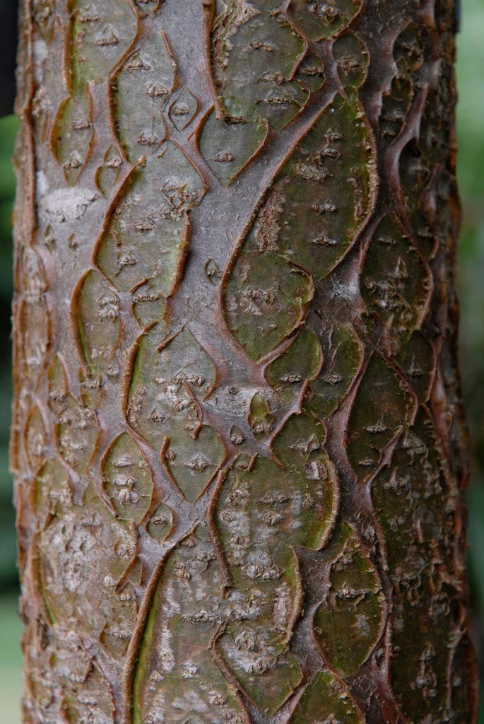 Maackia (Maackia Amurensis) 5 Maackia (Maackia Amurensis) - Afbeelding 3