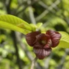 Pawpaw (Asimina Triloba) -Tuin Vormen Verkoopwinkel vami04954