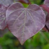 Meerstammige Judasboom (Cercis Canadensis 'Forest Pansy') -Tuin Vormen Verkoopwinkel vami09173