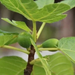 Vijg Als Solitair (Ficus Carica) -Tuin Vormen Verkoopwinkel vijg 1 1