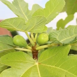 Vijg Als Solitair (Ficus Carica) -Tuin Vormen Verkoopwinkel vijg 2 1