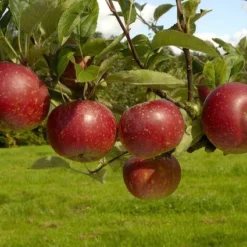 Appelboom (Malus Domestica 'Ingrid Marie')