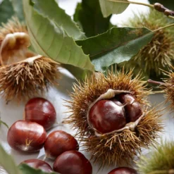 Tamme Kastanje Als Halfstam (Castanea Sativa) -Tuin Vormen Verkoopwinkel visi121584 1