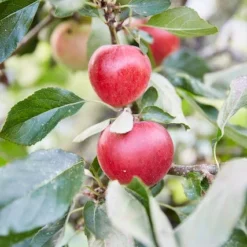 Tuin Vormen Verkoopwinkel 14 Appelboom (Malus Domestica 'Katja')
