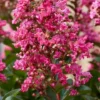 Lagerstroemia Als Halfstam (Lagerstroemia Indica 'Berry Dazzle') 1 Lagerstroemia Als Halfstam (Lagerstroemia Indica 'Berry Dazzle') -Tuin Vormen Verkoopwinkel visi186296