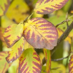 Dwerg Krentenboompje (Amelanchier Spicata) -Tuin Vormen Verkoopwinkel visi48397