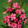 Smalbladige Oleander (Nerium Oleander 'Papa Gambetta') -Tuin Vormen Verkoopwinkel visi56486