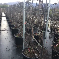 Blauwe Druif Als Leivorm (Vitis Vinifera 'Crimson') 5 Blauwe Druif Als Leivorm (Vitis Vinifera 'Crimson') -Tuin Vormen Verkoopwinkel vitiscrimsonleivorm02