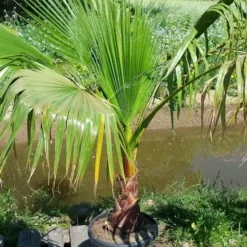 Washingtonia (Washingtonia Robusta) 19 Washingtonia (Washingtonia Robusta) -Tuin Vormen Verkoopwinkel washingtoniarobusta10