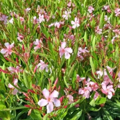 Roze Oleander (Nerium Oleander) -Tuin Vormen Verkoopwinkel whatsapp image 2022 06 09 at 10.59.18 am