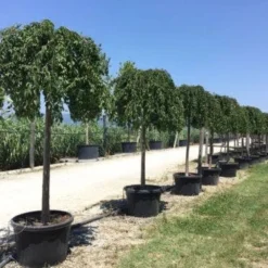 Japanse Treursierkers (Prunus 'White Fountain') -Tuin Vormen Verkoopwinkel white fountaine 1