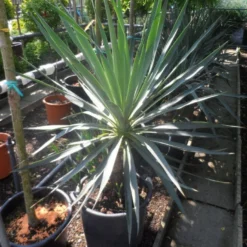 Palmlelie (Yucca Gloriosa) 22 Palmlelie (Yucca Gloriosa) -Tuin Vormen Verkoopwinkel yucca gloriosa 100 125 c50