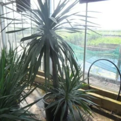 Palmlelie (Yucca Gloriosa) 24 Palmlelie (Yucca Gloriosa) -Tuin Vormen Verkoopwinkel yucca gloriosa 100stam c50
