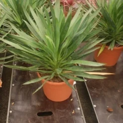 Palmlelie (Yucca Gloriosa) 29 Palmlelie (Yucca Gloriosa) -Tuin Vormen Verkoopwinkel yucca gloriosa 2