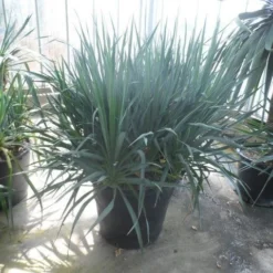 Palmlelie (Yucca Gloriosa) 30 Palmlelie (Yucca Gloriosa) -Tuin Vormen Verkoopwinkel yucca gloriosa struikvorm c110