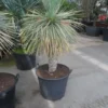 Palmlelie (Yucca Rostrata) -Tuin Vormen Verkoopwinkel yucca rostrata 70stam c70