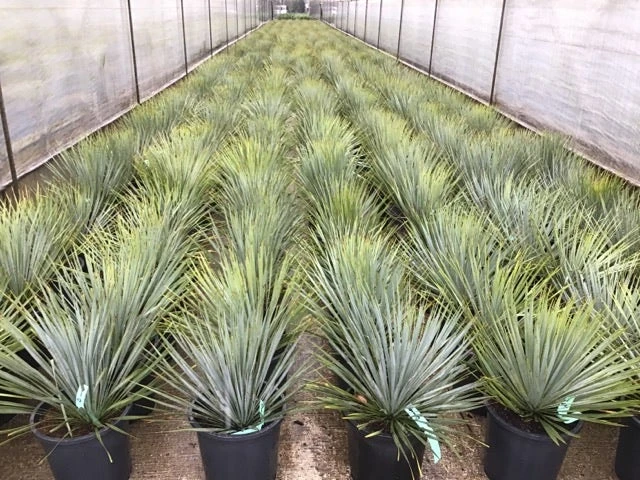 Palmlelie (Yucca Rostrata) 5 Palmlelie (Yucca Rostrata) - Afbeelding 3