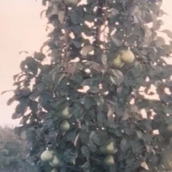 Zuil-peer (Pyrus Communis 'Obelisk') -Tuin Vormen Verkoopwinkel zuil peer pyrus communis obelisk pyrus communis obelisk c8d 2